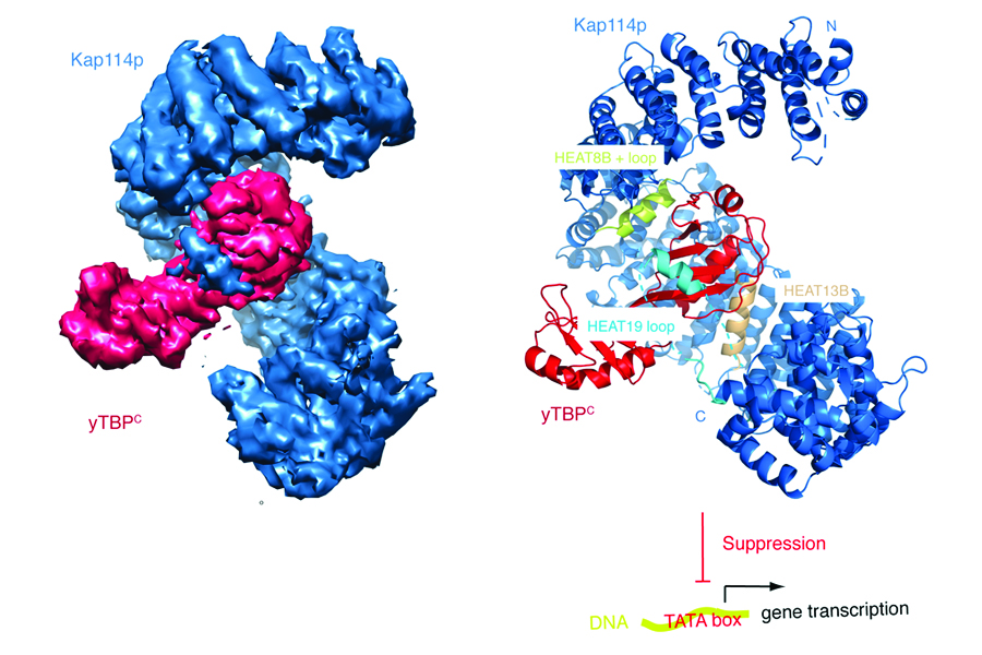 Structural convergence endows nuclear transport receptor Kap114p with a transcriptional repressor function toward TATA-binding protein